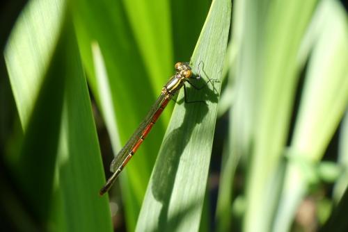 Pyrrhosoma nymphula